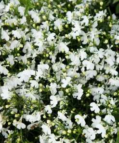 White Lobelia Regatta Erinus Flower Seeds - 200 Seeds for Hanging Baskets - Image 6