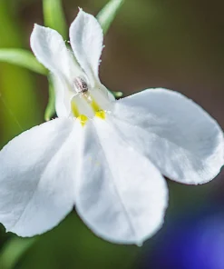 White Lobelia Regatta Erinus Flower Seeds - 200 Seeds for Hanging Baskets - Image 7