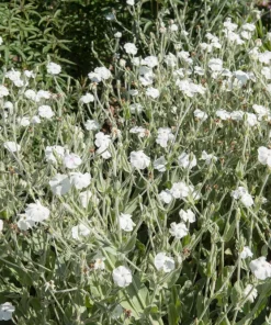 White Lychnis Coronaria Alba Flower Seeds - White Rose Campion - 50 Seeds - Image 2