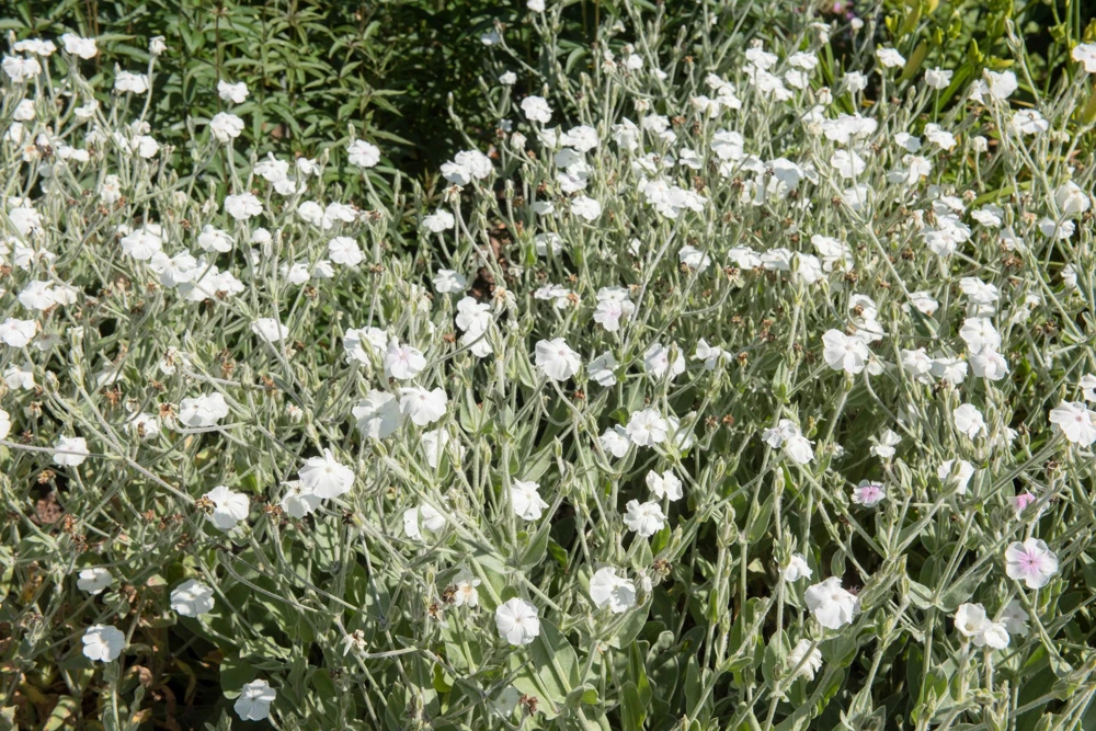 White Lychnis Coronaria Alba Flower Seeds - White Rose Campion - 50 Seeds - Image 2