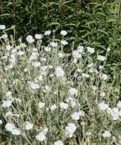 White Lychnis Coronaria Alba Flower Seeds - White Rose Campion - 50 Seeds - Image 3