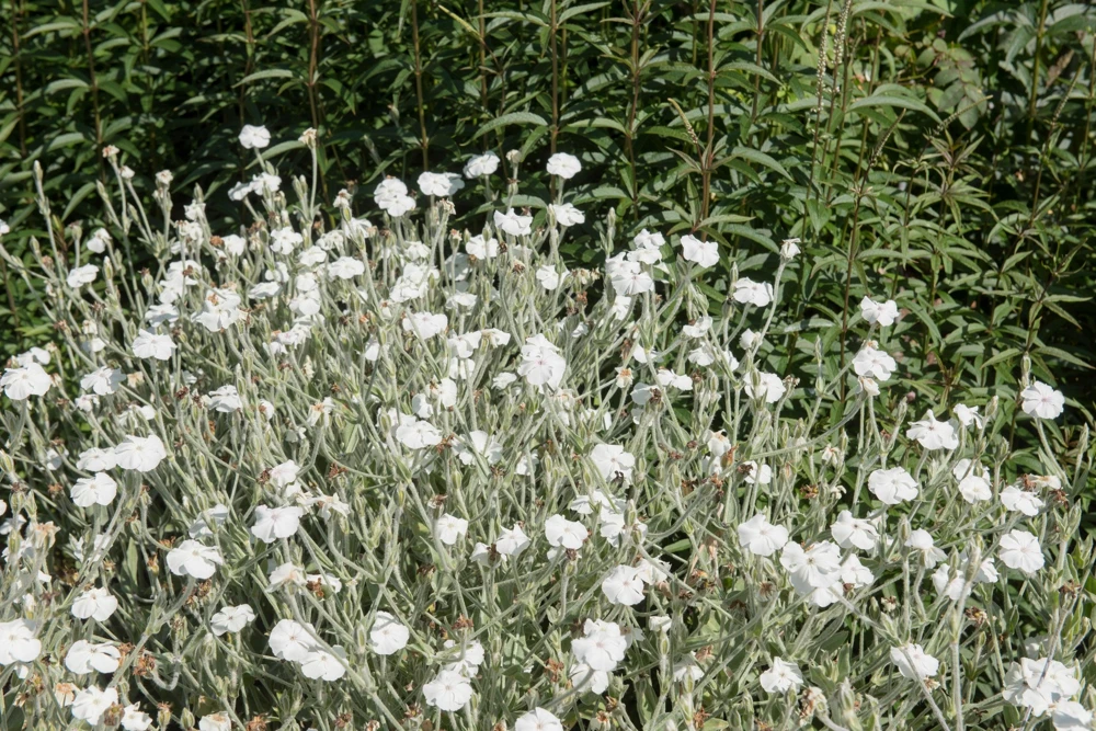 White Lychnis Coronaria Alba Flower Seeds - White Rose Campion - 50 Seeds - Image 3