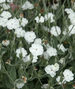 White Lychnis Coronaria Alba Flower Seeds - White Rose Campion - 50 Seeds - Image 4