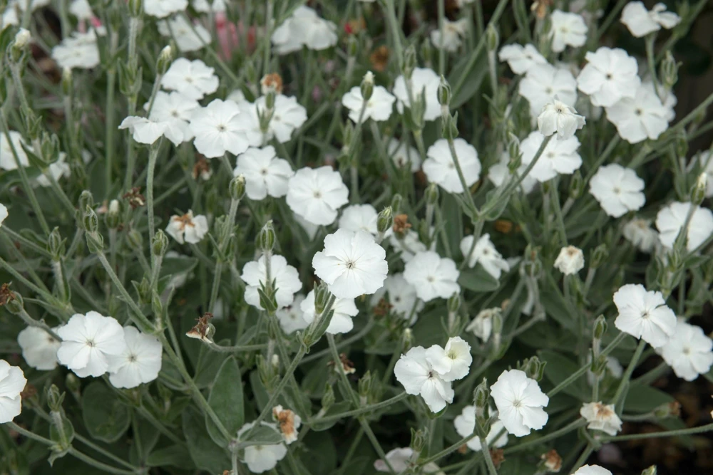 White Lychnis Coronaria Alba Flower Seeds - White Rose Campion - 50 Seeds - Image 4