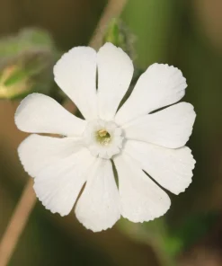 White Lychnis Coronaria Alba Flower Seeds - White Rose Campion - 50 Seeds - Image 5