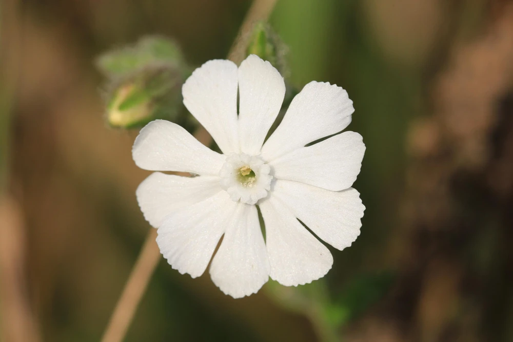 White Lychnis Coronaria Alba Flower Seeds - White Rose Campion - 50 Seeds - Image 5