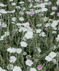 White Lychnis Coronaria Alba Flower Seeds - White Rose Campion - 50 Seeds - Image 6