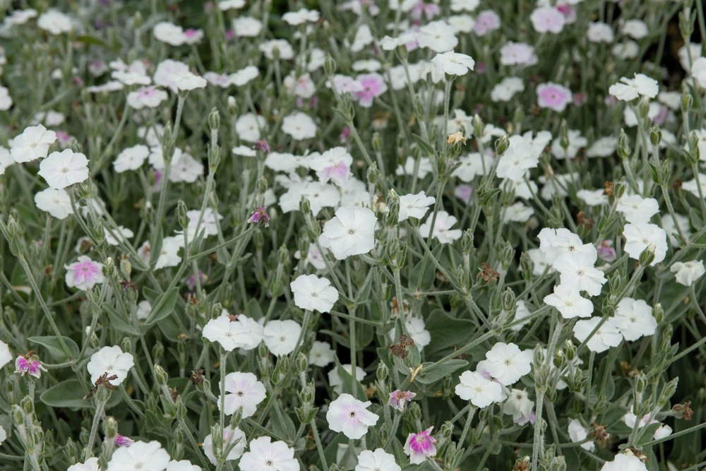 White Lychnis Coronaria Alba Flower Seeds - White Rose Campion - 50 Seeds - Image 6