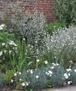 White Lychnis Coronaria Alba Flower Seeds - White Rose Campion - 50 Seeds - Image 7