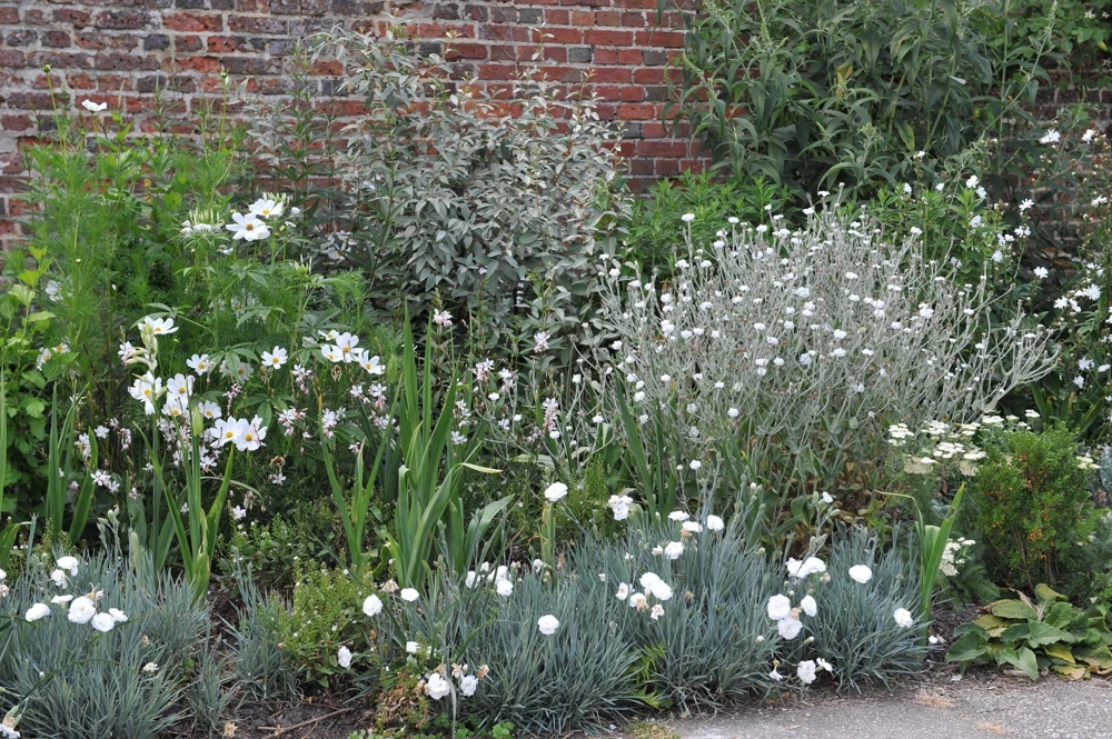 White Lychnis Coronaria Alba Flower Seeds - White Rose Campion - 50 Seeds - Image 7