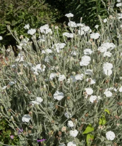 White Lychnis Coronaria Alba Flower Seeds - White Rose Campion - 50 Seeds - Image 8