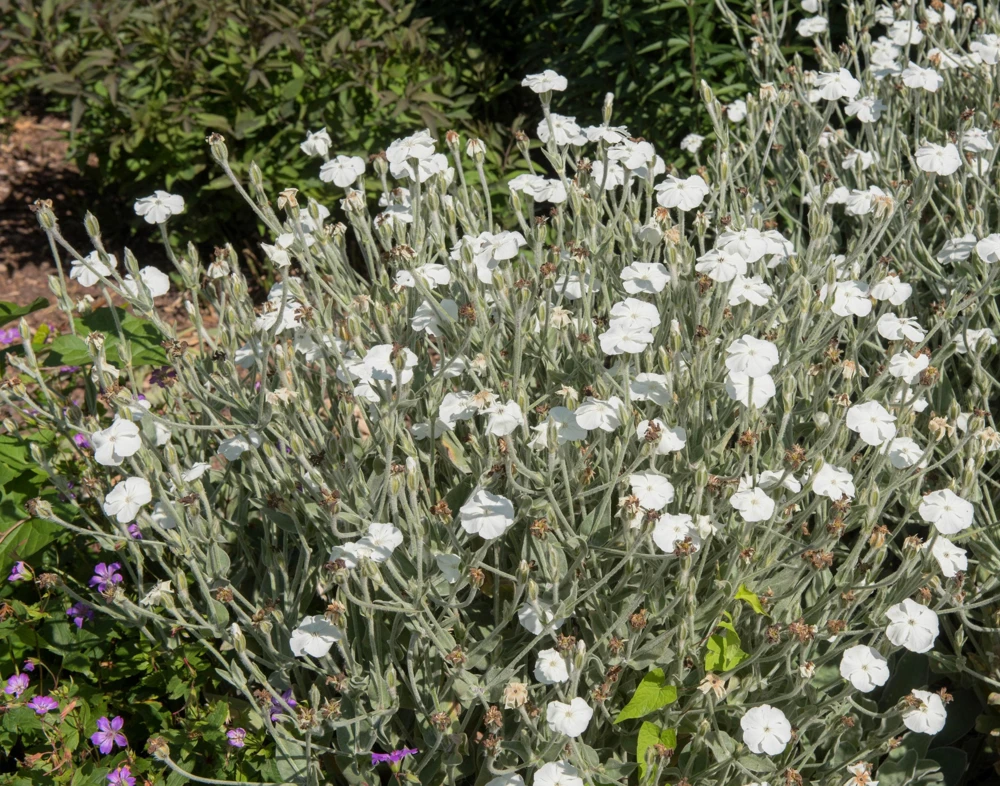 White Lychnis Coronaria Alba Flower Seeds - White Rose Campion - 50 Seeds - Image 8