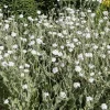 White Lychnis Coronaria Alba Flower Seeds - White Rose Campion - 50 Seeds - Image 1