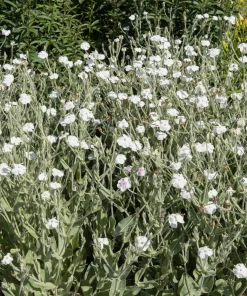White Lychnis Coronaria Alba Flower Seeds - White Rose Campion - 50 Seeds - Image 1