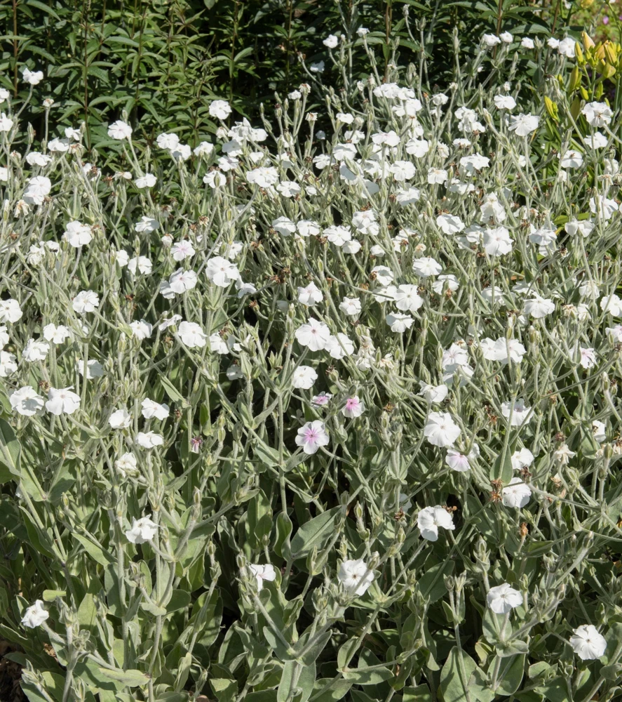 White Lychnis Coronaria Alba Flower Seeds - White Rose Campion - 50 Seeds - Image 1