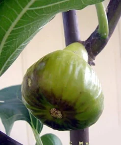 White Marseilles Italian Honey Fig Live Plant - 2.5 inch Pot - Blanche Fig - Image 2