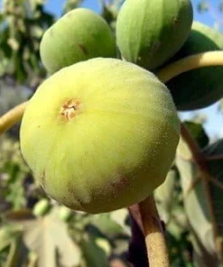 White Marseilles Italian Honey Fig Live Plant - 2.5 inch Pot - Blanche Fig - Image 3