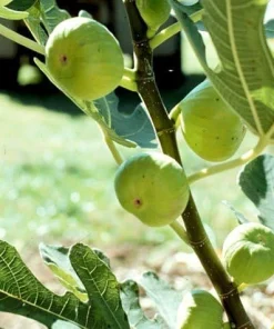 White Marseilles Italian Honey Fig Live Plant - 2.5 inch Pot - Blanche Fig - Image 4