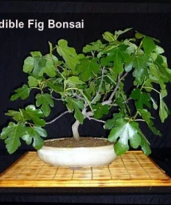 White Marseilles Italian Honey Fig Live Plant - 2.5 inch Pot - Blanche Fig - Image 5