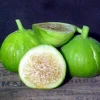 White Marseilles Italian Honey Fig Live Plant - 2.5 inch Pot - Blanche Fig - Image 1