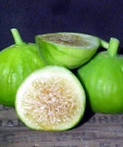 White Marseilles Italian Honey Fig Live Plant - 2.5 inch Pot - Blanche Fig - Image 1
