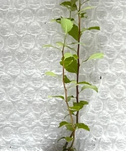 White Meadowsweet Starter Plugs - 5 Pack Native Shrubs Live Plant - Image 3