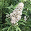 White Meadowsweet Starter Plugs - 5 Pack Native Shrubs Live Plant - Image 1