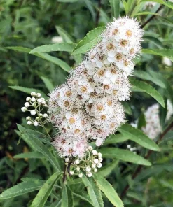 White Meadowsweet Starter Plugs - 5 Pack Native Shrubs Live Plant - Image 1