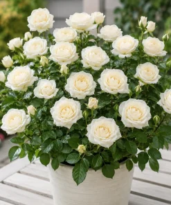 White Miniature Rose Live Plant – 4-6 Inches, 4 Inch Pot – Compact Mini Rose Bush - Image 3