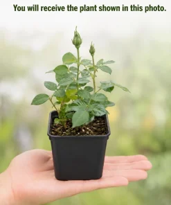 White Miniature Rose Live Plant – 4-6 Inches, 4 Inch Pot – Compact Mini Rose Bush - Image 4