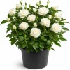 White Miniature Rose Live Plant – 4-6 Inches, 4 Inch Pot – Compact Mini Rose Bush - Image 1