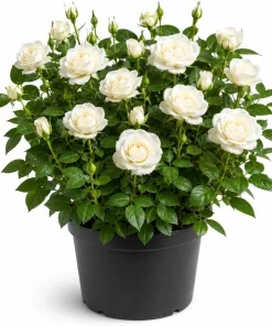 White Miniature Rose Live Plant – 4-6 Inches, 4 Inch Pot – Compact Mini Rose Bush - Image 1