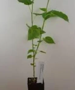 White Mulberry Tree Live Plant – 2 Pack – 8-12in Tall – Morus Alba Sweet Fruit Bearing - Image 2