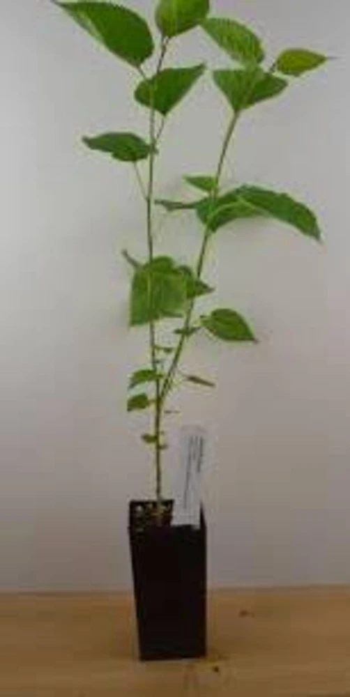 White Mulberry Tree Live Plant – 2 Pack – 8-12in Tall – Morus Alba Sweet Fruit Bearing - Image 2