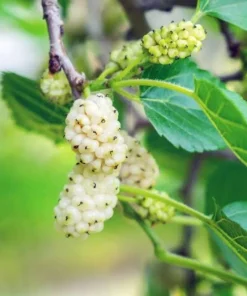 White Mulberry Tree Live Plant – 2 Pack – 8-12in Tall – Morus Alba Sweet Fruit Bearing - Image 3