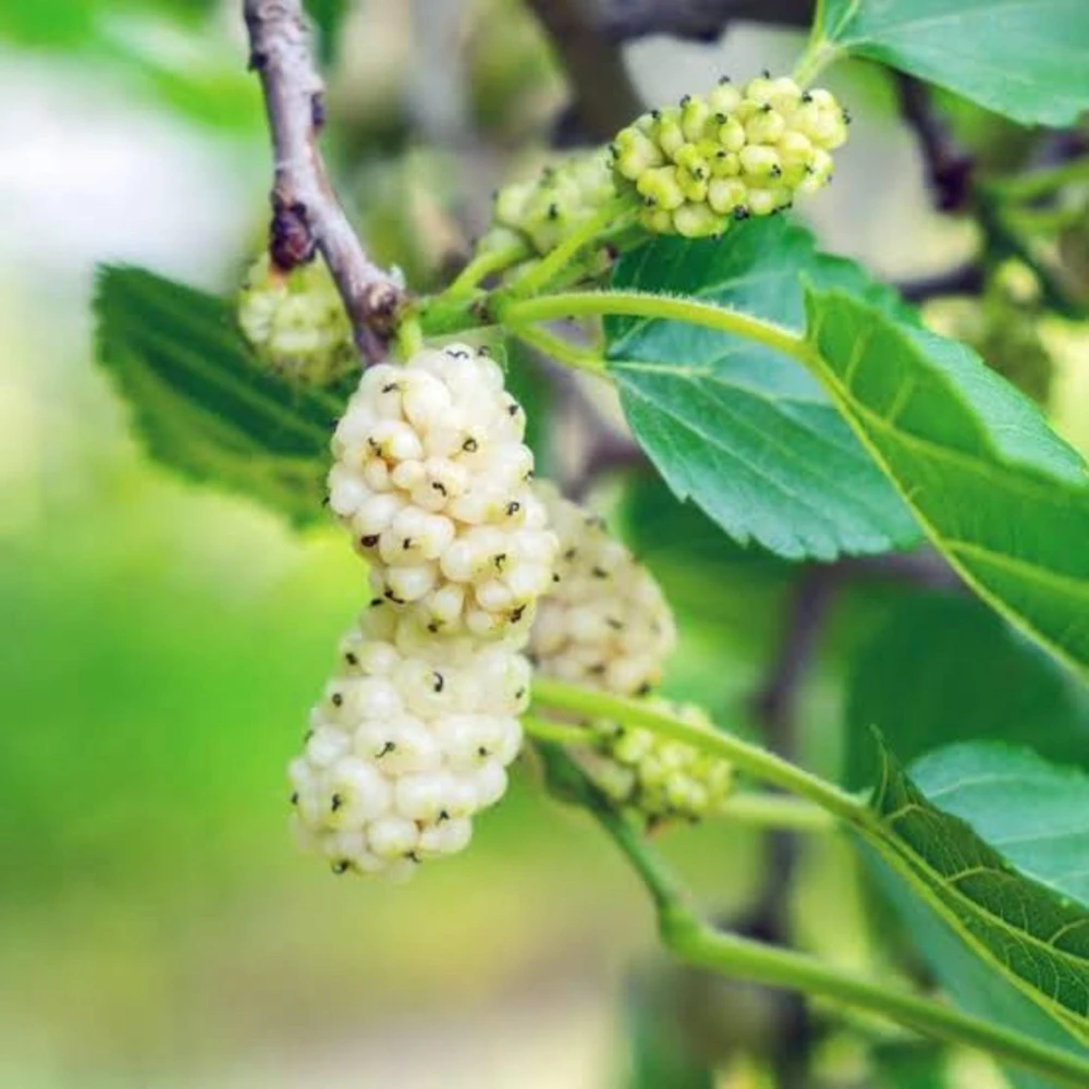 White Mulberry Tree Live Plant – 2 Pack – 8-12in Tall – Morus Alba Sweet Fruit Bearing - Image 3