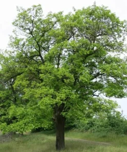 White Mulberry Tree Live Plant – 2 Pack – 8-12in Tall – Morus Alba Sweet Fruit Bearing - Image 4