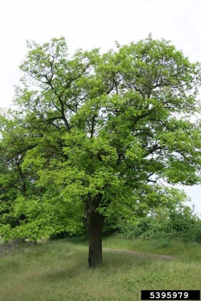 White Mulberry Tree Live Plant – 2 Pack – 8-12in Tall – Morus Alba Sweet Fruit Bearing - Image 4