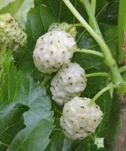 White Mulberry Tree Live Plant – 2 Pack – 8-12in Tall – Morus Alba Sweet Fruit Bearing - Image 5