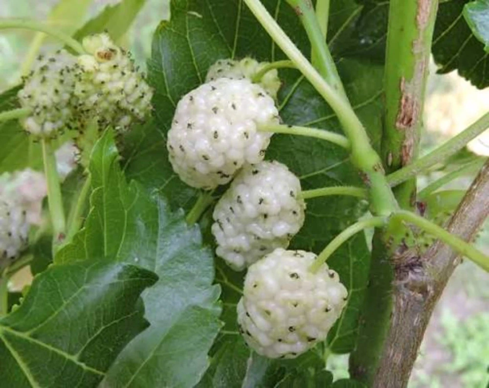 White Mulberry Tree Live Plant – 2 Pack – 8-12in Tall – Morus Alba Sweet Fruit Bearing - Image 5