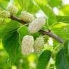 White Mulberry Tree Live Plant – 2 Pack – 8-12in Tall – Morus Alba Sweet Fruit Bearing - Image 1