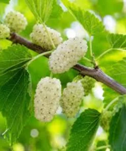 White Mulberry Tree Live Plant – 2 Pack – 8-12in Tall – Morus Alba Sweet Fruit Bearing - Image 1