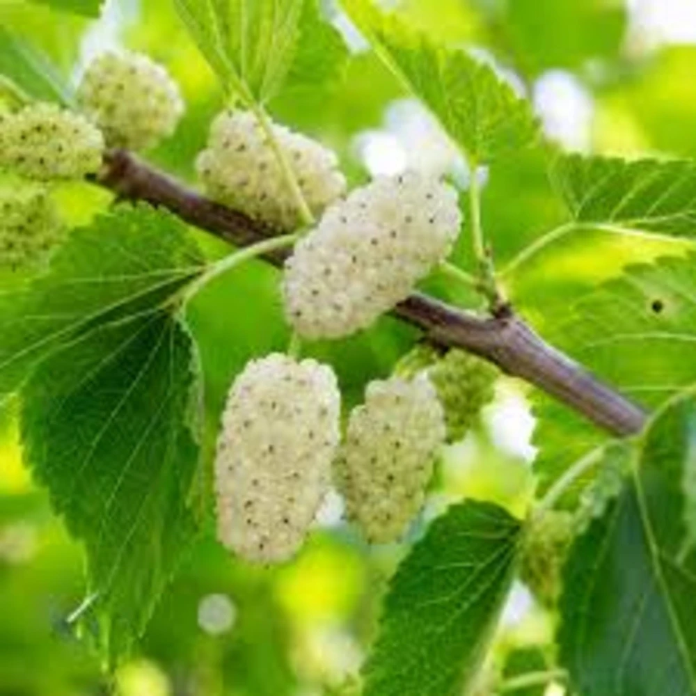 White Mulberry Tree Live Plant – 2 Pack – 8-12in Tall – Morus Alba Sweet Fruit Bearing - Image 1
