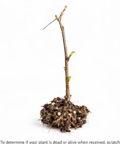 White Nanking Cherry Bush Live Plant - 6-12" Tall Seedling - Edible Fruit - Outdoor Shrub - Image 2