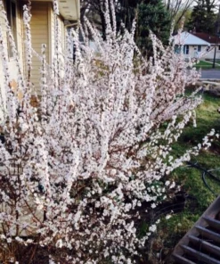 White Nanking Cherry Bush Live Plant - 6-12