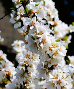 White Nanking Cherry Bush Live Plant - 6-12