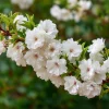 White Nanking Cherry Bush Live Plant - 6-12" Tall Seedling - Edible Fruit - Outdoor Shrub - Image 1