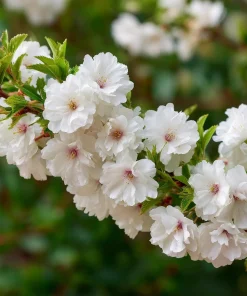 White Nanking Cherry Bush Live Plant - 6-12