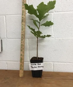 White Oak Tree Live Plant - Quercus alba - 12-18 inch in 4 inch Pot - Image 2