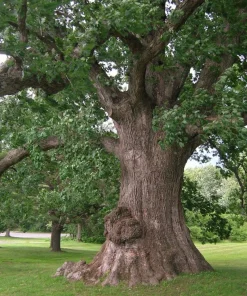 White Oak Tree Live Plant - Quercus alba - 12-18 inch in 4 inch Pot - Image 3
